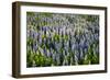 Lupine Flowers, Reykjavik, Iceland, Polar Regions-Yadid Levy-Framed Photographic Print