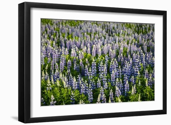 Lupine Flowers, Reykjavik, Iceland, Polar Regions-Yadid Levy-Framed Photographic Print