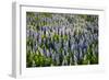 Lupine Flowers, Reykjavik, Iceland, Polar Regions-Yadid Levy-Framed Photographic Print