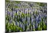 Lupine Flowers, Reykjavik, Iceland, Polar Regions-Yadid Levy-Mounted Photographic Print