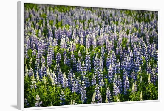 Lupine Flowers, Reykjavik, Iceland, Polar Regions-Yadid Levy-Framed Photographic Print