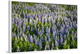 Lupine Flowers, Reykjavik, Iceland, Polar Regions-Yadid Levy-Framed Photographic Print