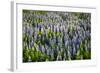 Lupine Flowers, Reykjavik, Iceland, Polar Regions-Yadid Levy-Framed Photographic Print