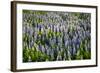 Lupine Flowers, Reykjavik, Iceland, Polar Regions-Yadid Levy-Framed Photographic Print