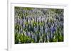 Lupine Flowers, Reykjavik, Iceland, Polar Regions-Yadid Levy-Framed Photographic Print