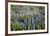 Lupine Flowers, Reykjavik, Iceland, Polar Regions-Yadid Levy-Framed Photographic Print