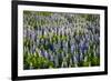 Lupine Flowers, Reykjavik, Iceland, Polar Regions-Yadid Levy-Framed Photographic Print