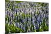 Lupine Flowers, Reykjavik, Iceland, Polar Regions-Yadid Levy-Mounted Photographic Print