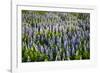 Lupine Flowers, Reykjavik, Iceland, Polar Regions-Yadid Levy-Framed Photographic Print