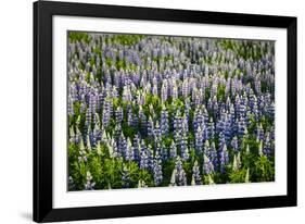 Lupine Flowers, Reykjavik, Iceland, Polar Regions-Yadid Levy-Framed Photographic Print