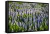 Lupine Flowers, Reykjavik, Iceland, Polar Regions-Yadid Levy-Framed Stretched Canvas