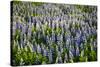 Lupine Flowers, Reykjavik, Iceland, Polar Regions-Yadid Levy-Stretched Canvas