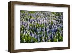 Lupine Flowers, Reykjavik, Iceland, Polar Regions-Yadid Levy-Framed Photographic Print