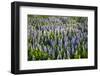 Lupine Flowers, Reykjavik, Iceland, Polar Regions-Yadid Levy-Framed Photographic Print