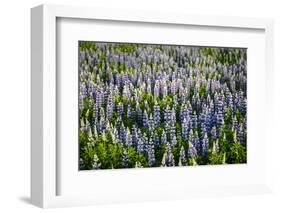 Lupine Flowers, Reykjavik, Iceland, Polar Regions-Yadid Levy-Framed Photographic Print