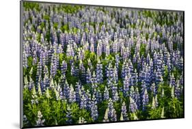 Lupine Flowers, Reykjavik, Iceland, Polar Regions-Yadid Levy-Mounted Photographic Print