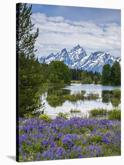 Lupine Flowers with the Teton Mountains in the Background-Howie Garber-Stretched Canvas