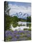 Lupine Flowers with the Teton Mountains in the Background-Howie Garber-Stretched Canvas