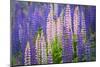 Lupine Flowers-Cora Niele-Mounted Giclee Print