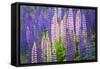 Lupine Flowers-Cora Niele-Framed Stretched Canvas