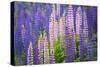 Lupine Flowers-Cora Niele-Stretched Canvas