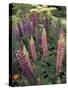 Lupine garden, Salem, Oregon, USA-Adam Jones-Stretched Canvas