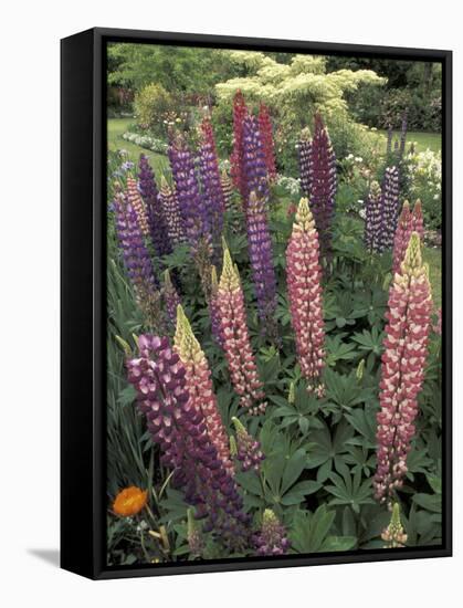 Lupine garden, Salem, Oregon, USA-Adam Jones-Framed Stretched Canvas