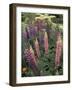 Lupine garden, Salem, Oregon, USA-Adam Jones-Framed Photographic Print