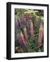 Lupine garden, Salem, Oregon, USA-Adam Jones-Framed Photographic Print