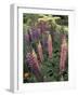 Lupine garden, Salem, Oregon, USA-Adam Jones-Framed Photographic Print