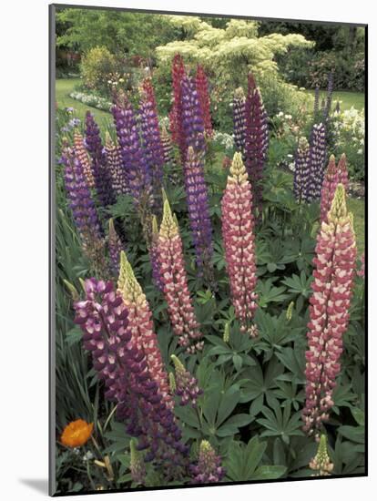 Lupine garden, Salem, Oregon, USA-Adam Jones-Mounted Photographic Print