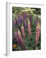 Lupine garden, Salem, Oregon, USA-Adam Jones-Framed Photographic Print