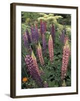 Lupine garden, Salem, Oregon, USA-Adam Jones-Framed Photographic Print