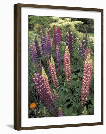 Lupine garden, Salem, Oregon, USA-Adam Jones-Framed Photographic Print