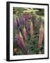 Lupine garden, Salem, Oregon, USA-Adam Jones-Framed Photographic Print