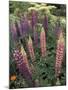 Lupine garden, Salem, Oregon, USA-Adam Jones-Mounted Photographic Print