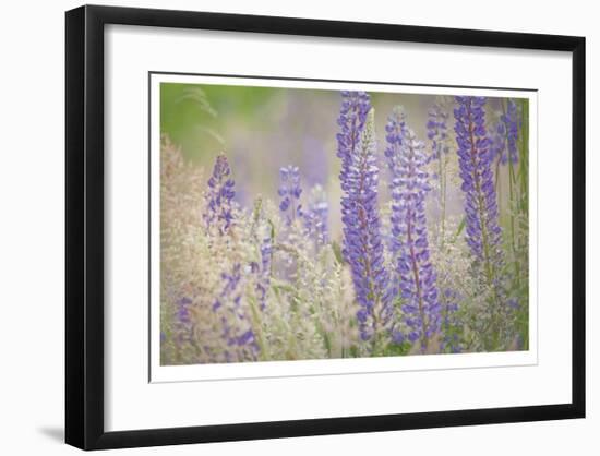 Lupine Grasses-Donald Paulson-Framed Giclee Print