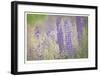 Lupine Grasses-Donald Paulson-Framed Giclee Print
