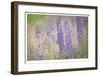 Lupine Grasses-Donald Paulson-Framed Giclee Print