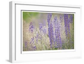 Lupine Grasses-Donald Paulson-Framed Giclee Print