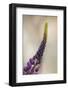 Lupine growing in city, Punta Arenas, Chile, Patagonia-Adam Jones-Framed Photographic Print