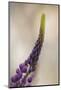 Lupine growing in city, Punta Arenas, Chile, Patagonia-Adam Jones-Mounted Photographic Print