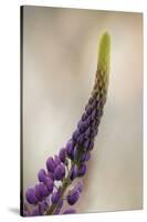 Lupine growing in city, Punta Arenas, Chile, Patagonia-Adam Jones-Stretched Canvas