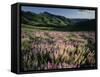 Lupine, Humboldt National Forest, Jarbridge Wilderness and Mountains, Nevada, USA-Scott T. Smith-Framed Stretched Canvas