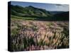 Lupine, Humboldt National Forest, Jarbridge Wilderness and Mountains, Nevada, USA-Scott T. Smith-Stretched Canvas