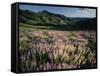 Lupine, Humboldt National Forest, Jarbridge Wilderness and Mountains, Nevada, USA-Scott T. Smith-Framed Stretched Canvas