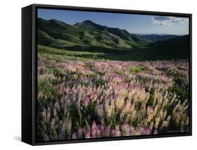 Lupine, Humboldt National Forest, Jarbridge Wilderness and Mountains, Nevada, USA-Scott T. Smith-Framed Stretched Canvas