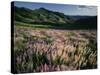 Lupine, Humboldt National Forest, Jarbridge Wilderness and Mountains, Nevada, USA-Scott T. Smith-Stretched Canvas