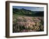 Lupine, Humboldt National Forest, Jarbridge Wilderness and Mountains, Nevada, USA-Scott T. Smith-Framed Photographic Print