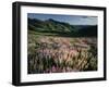 Lupine, Humboldt National Forest, Jarbridge Wilderness and Mountains, Nevada, USA-Scott T. Smith-Framed Photographic Print